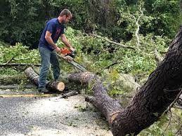 Professional Tree Services in Wallace, ID