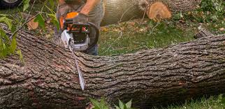 Best Tree and Shrub Care  in Wallace, ID