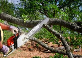 Best Tree Disease Treatment  in Wallace, ID