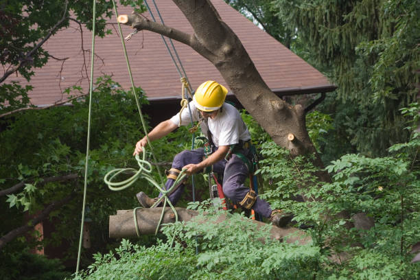 Best Fruit Tree Pruning  in Wallace, ID