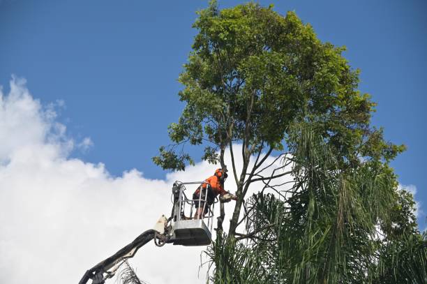 Best Tree Removal Service  in Wallace, ID