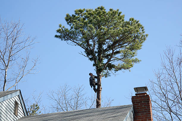  Wallace, ID Tree Services Pros