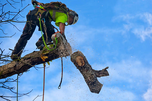 Best Tree Risk Assessment  in Wallace, ID