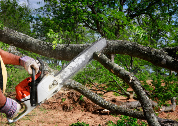 Best Tree Mulching  in Wallace, ID