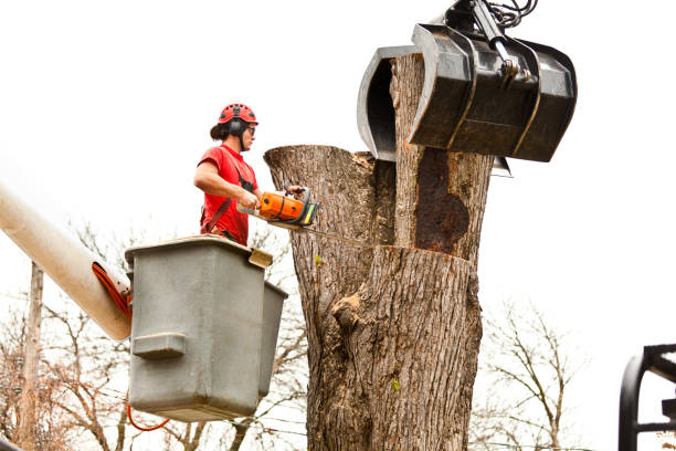 Best Emergency Tree Removal  in Wallace, ID